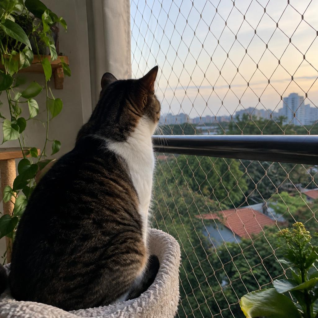 Kedi Filesi uygulaması